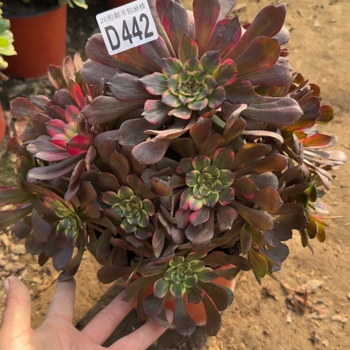 烟花……多肉植物……