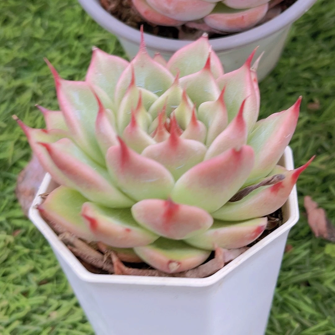 16号8898888888888888