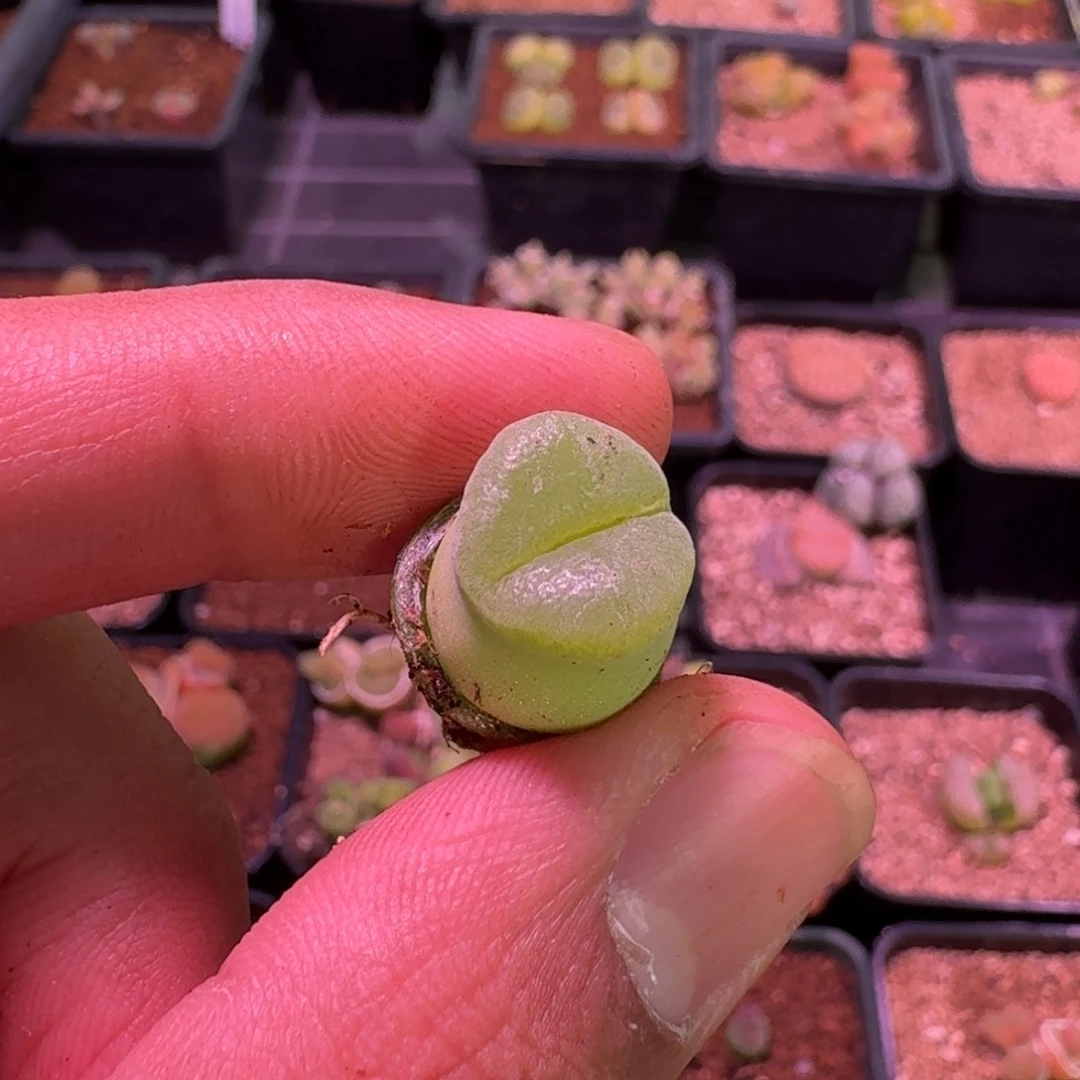 黑*李云缦精品番杏16.58纽扣粉女