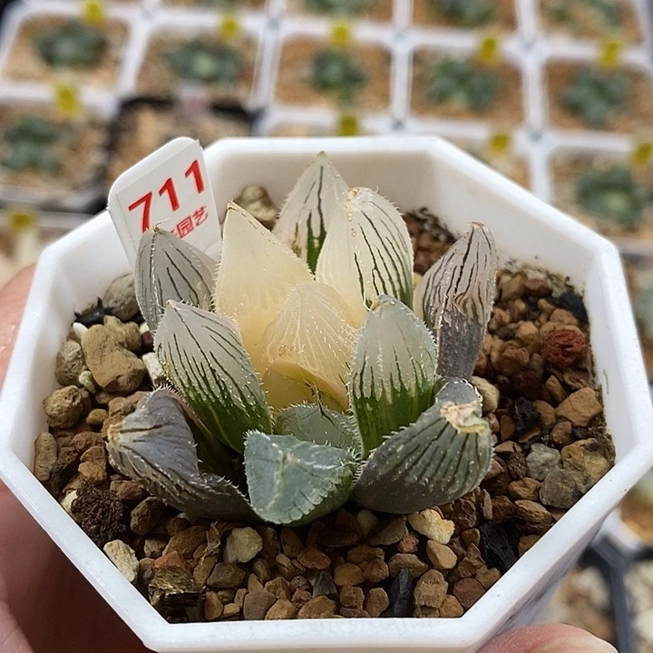 711毛玉露锦一物一拍