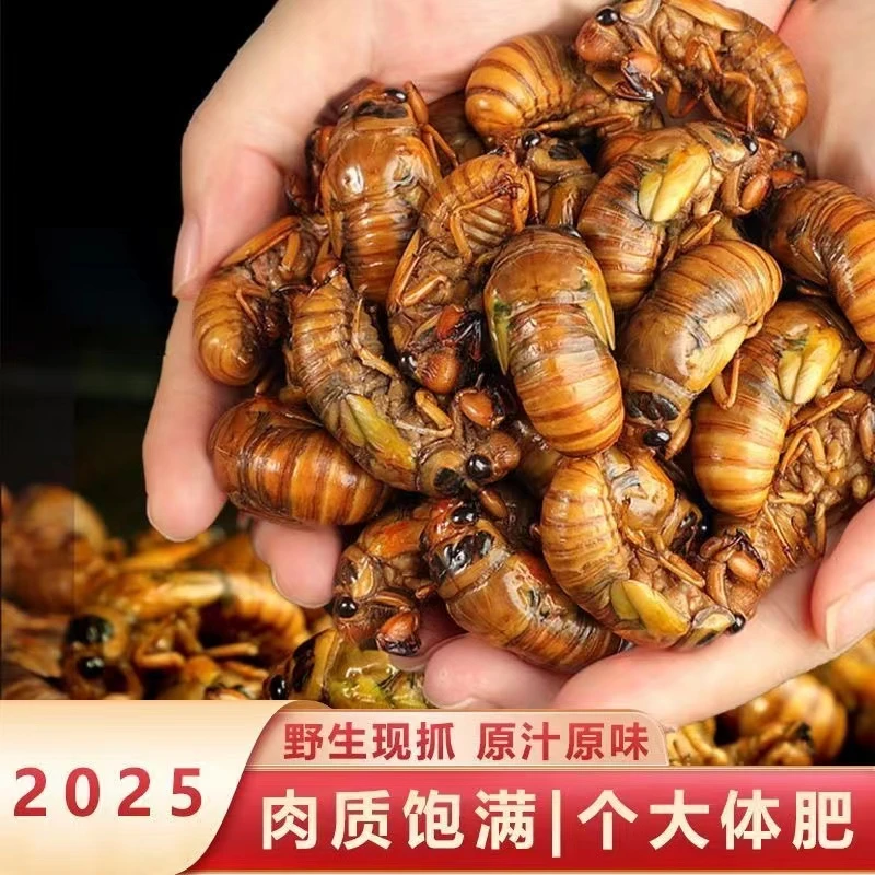 【顺丰冷链发货】2025新鲜金禅知了猴速冻现抓爬叉猴蝉蛹活体速冻