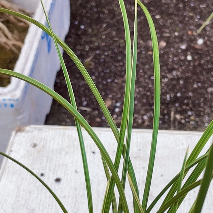 完全开放惠兰边草