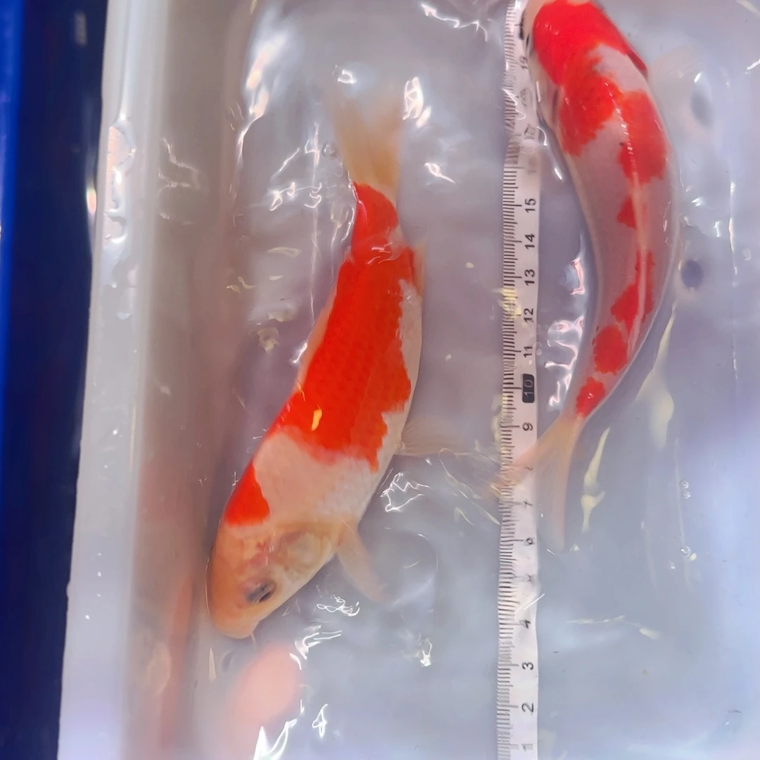 锦鲤锦鲤包邮到家了