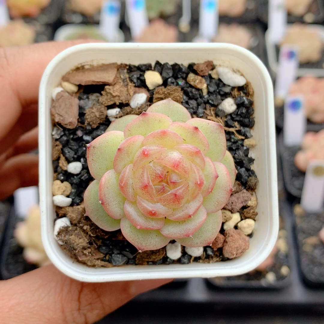 58包邮  群生不包整43