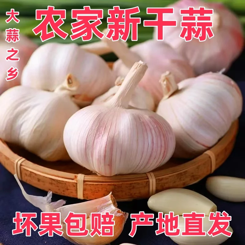 【2025杞县干蒜】河南特产紫白皮大蒜头辛辣味足提香腌糖蒜产地直发