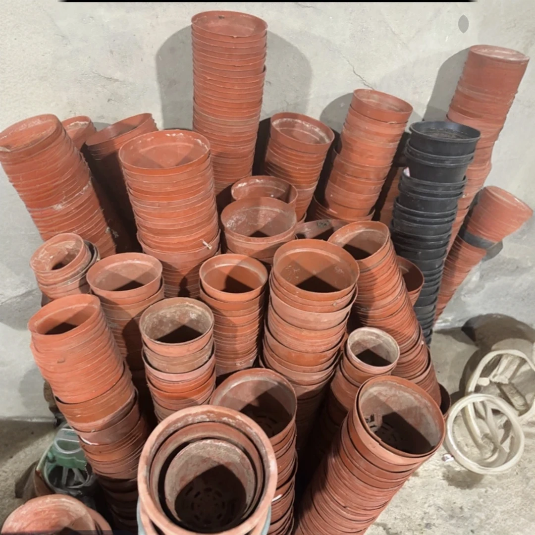 5米带盆土（原盆原土）专属链接