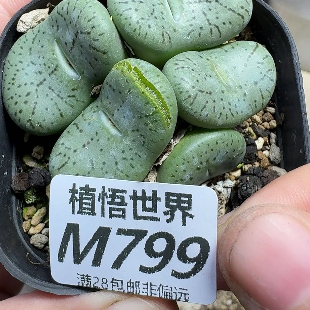 多肉植物的人生fhbn