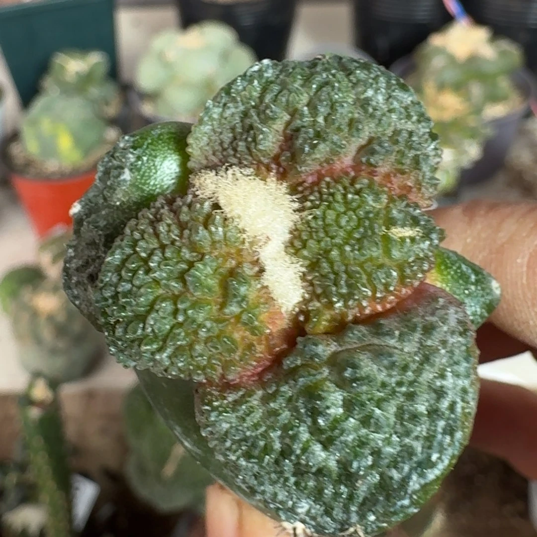 【闪购商品】密尤哥斯拉