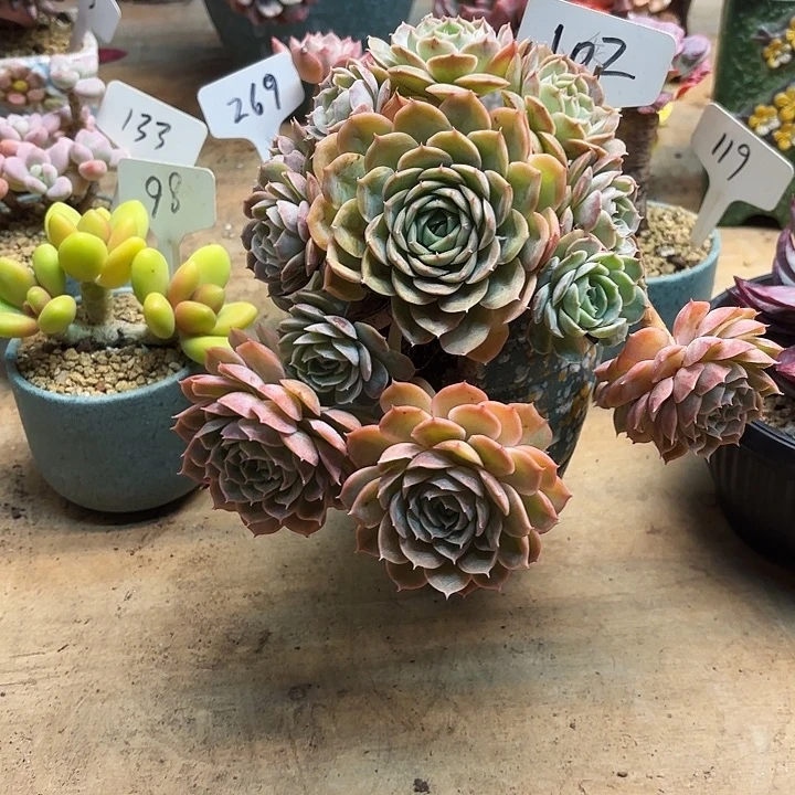 多肉植物，昂斯若102号