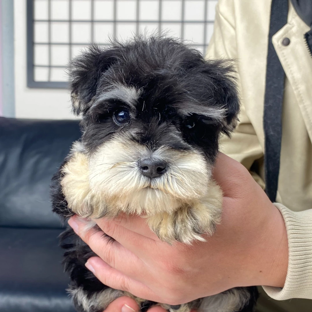 【奥利奥】黑银色雪纳瑞弟弟小体9月10日生