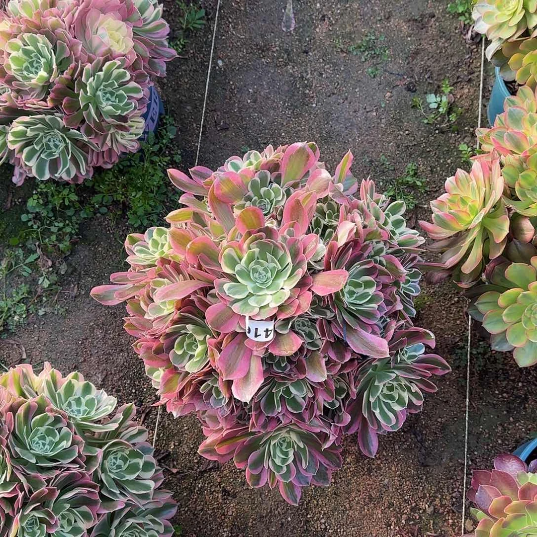 ?****?多肉植物白凤414