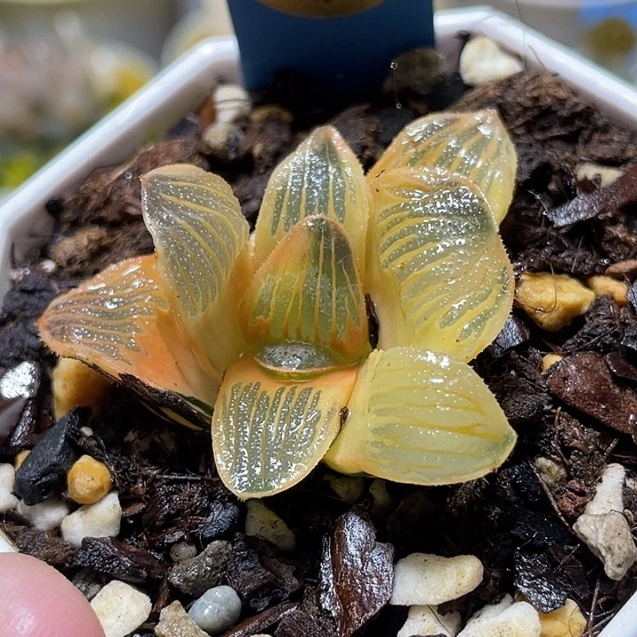 675糊斑也想锦福利一物