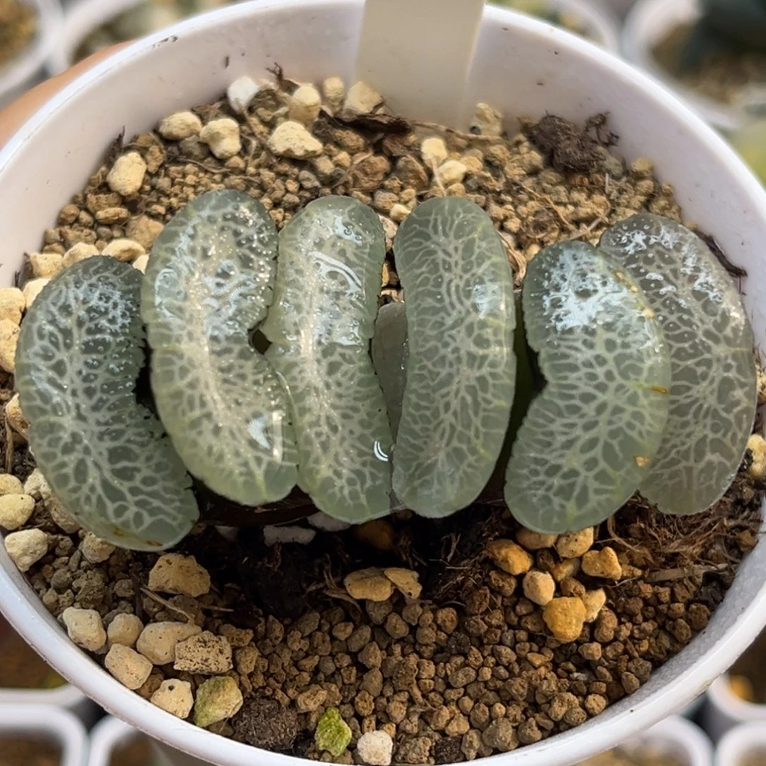 84终极蓝玉扇福利专场