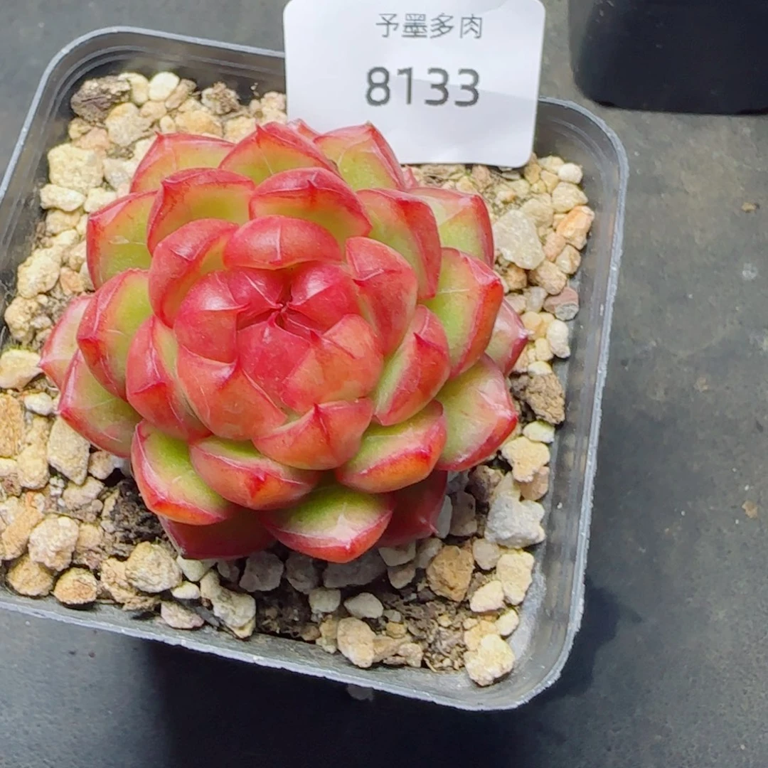糖果珍妮，8133多肉植物