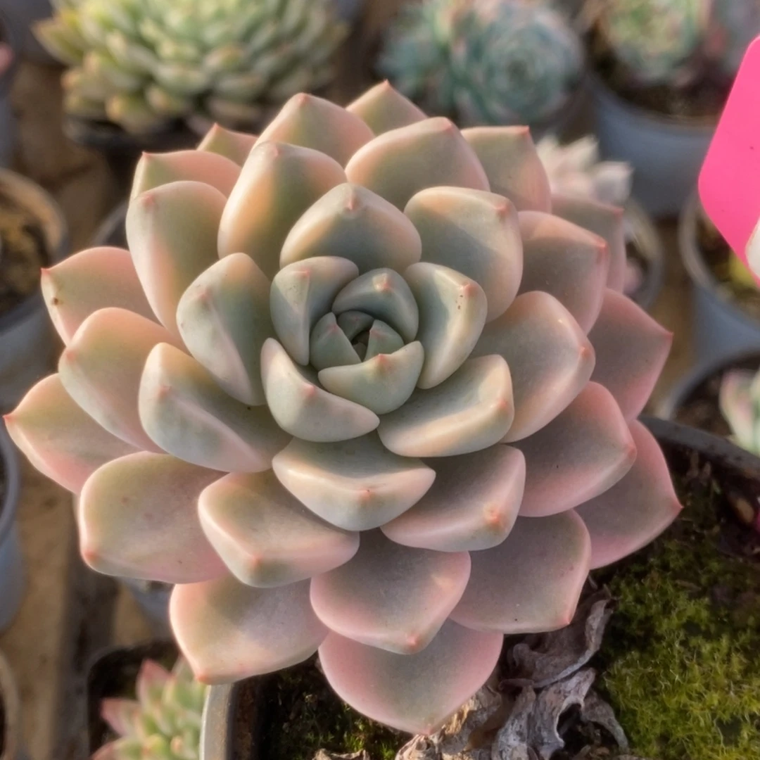 365红粉佳人锦锦锦锦锦