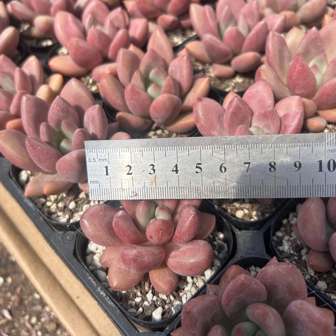 多肉 单头桃花源 嫌小勿拍（满9.9包邮）