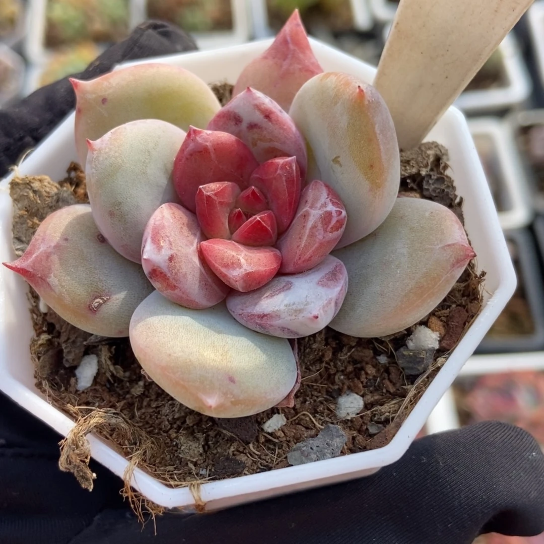 6029雪天使多肉植物保护^_^