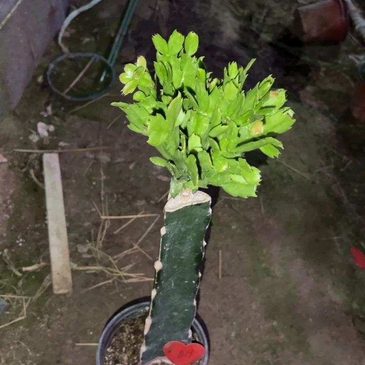 浮***梦当前无花栽培后可以开花073  519