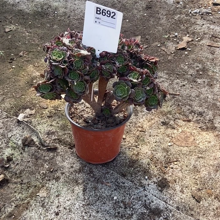 宝***人692欧缀着急去哪里