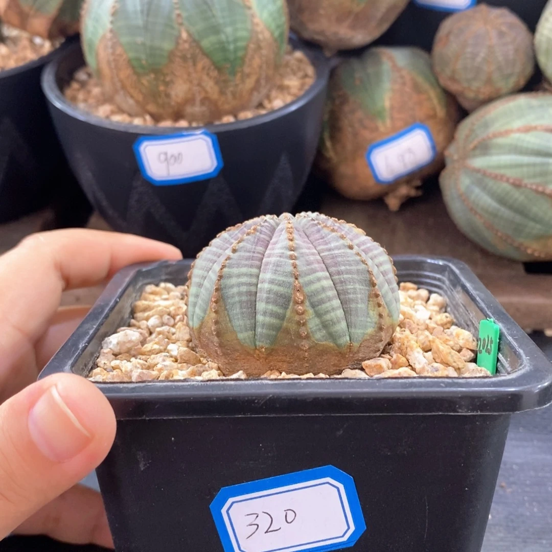 欧系实生布纹球 一物一拍