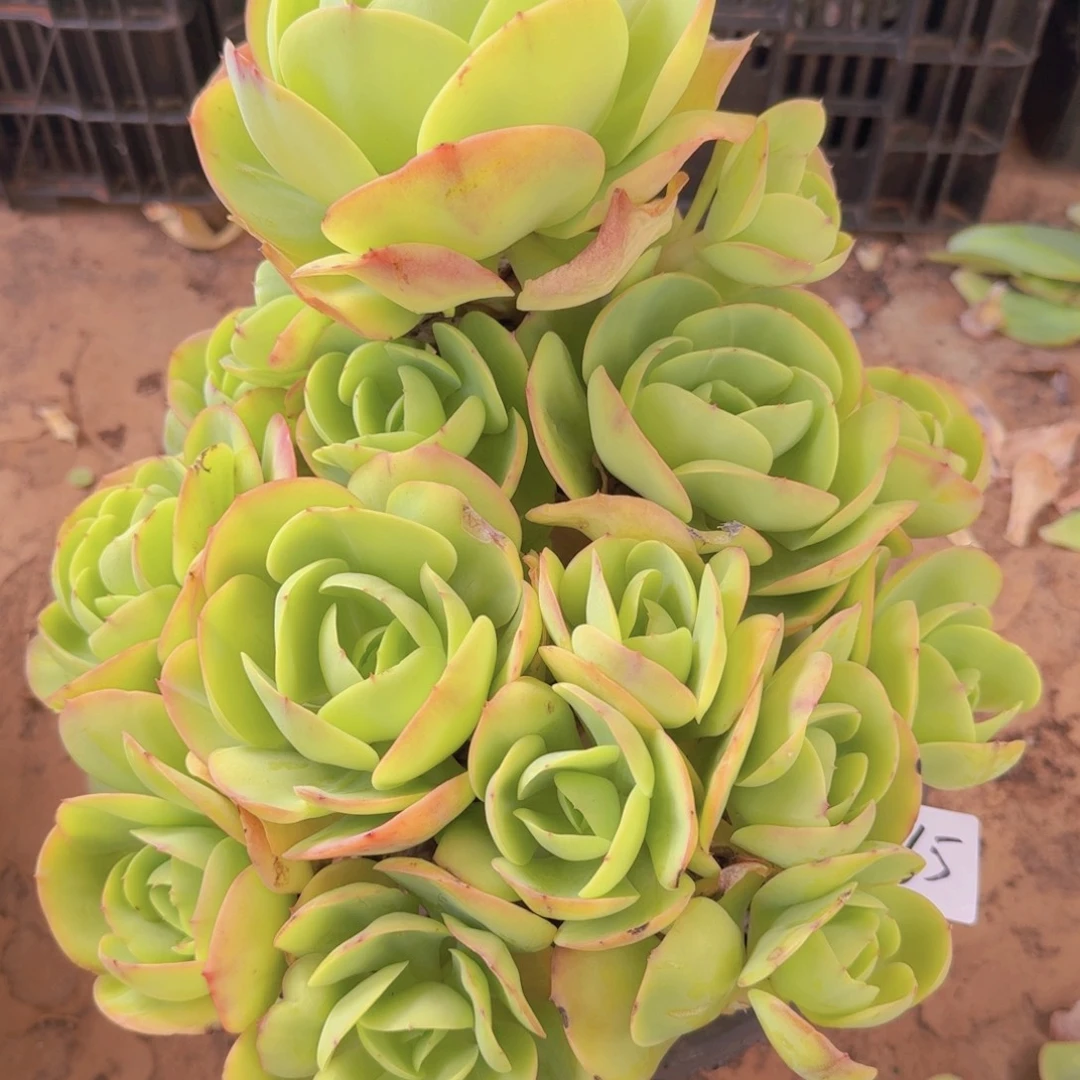 865碧桃凡艺多肉///