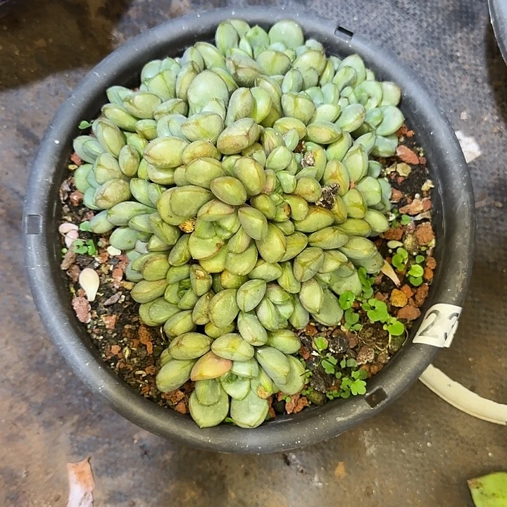 葵***花多肉植物一物一拍葡萄296