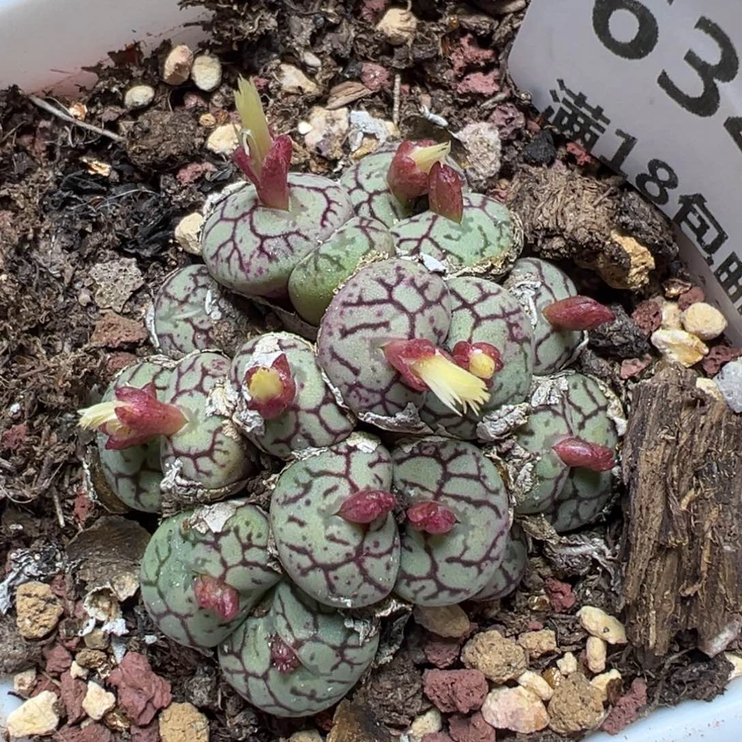 【闪购商品】634……