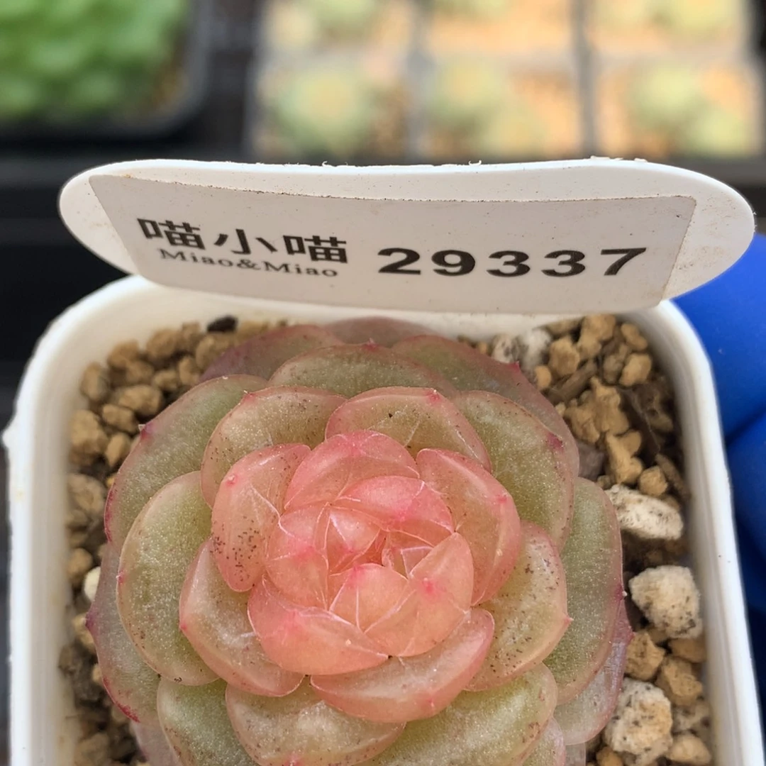 多肉植物杂交珍妮