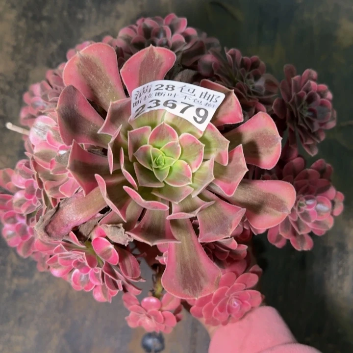 23679南美杜莎杆歪多肉植物