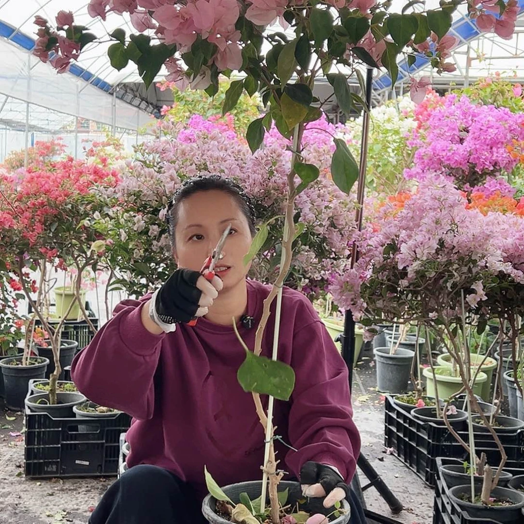 梅***疯大部分花苞少量开放F39暗斑丽人