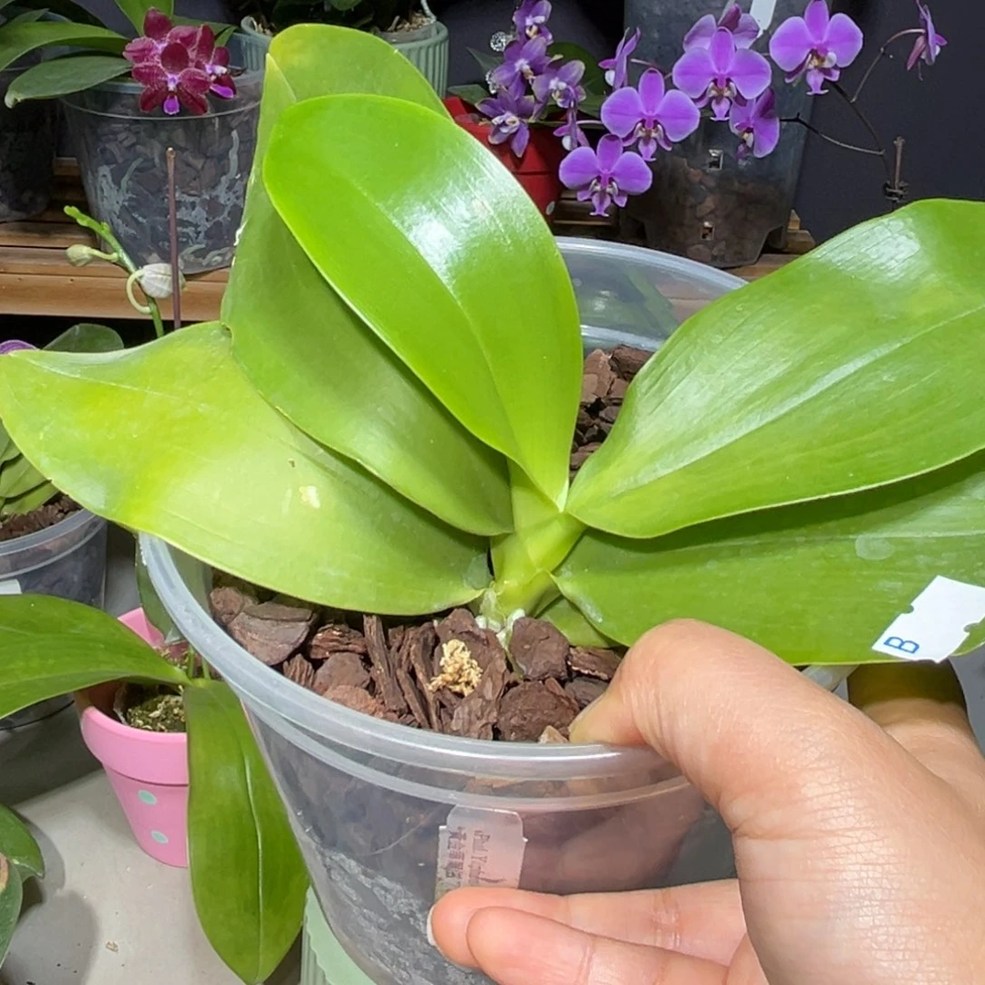 慢***阴大部分开放少量花苞