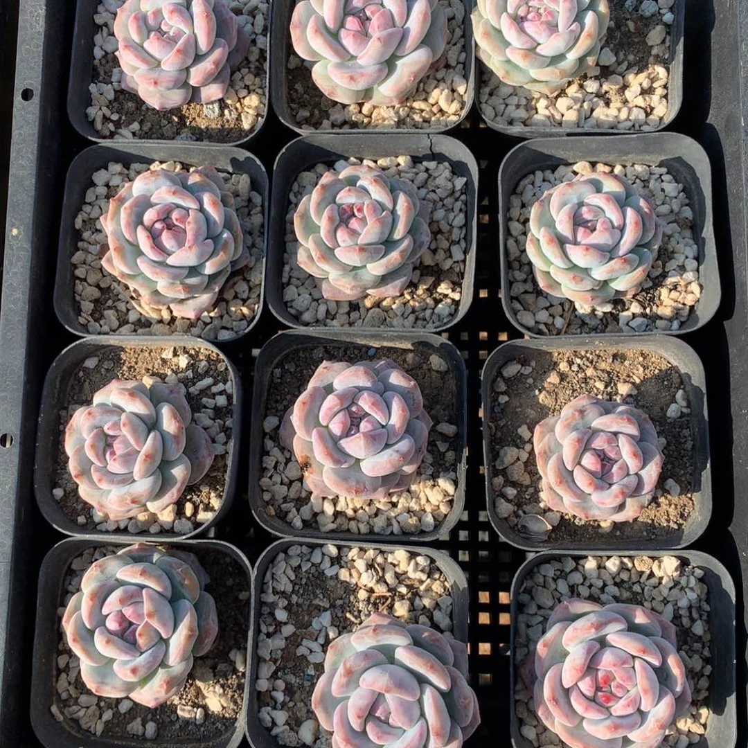 6103十二颗星影脱土3-4左右