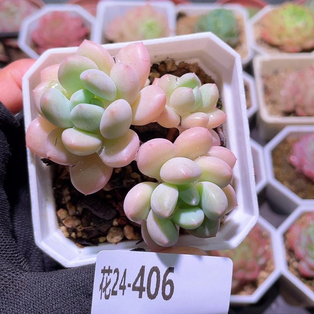 花利美24-406玉兔