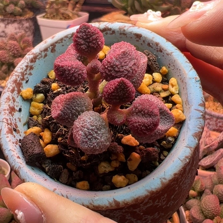 宋***团           水蜜桃。