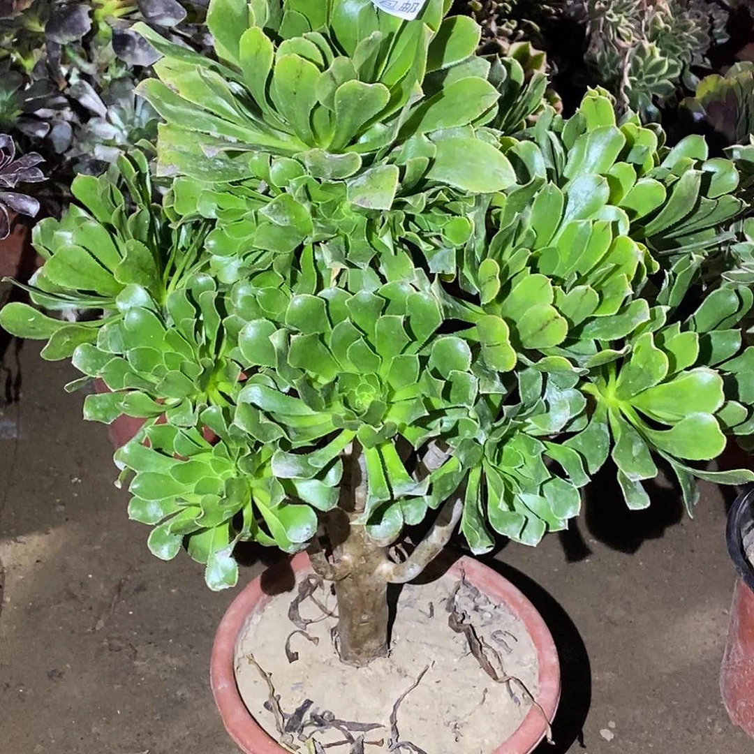 865 绿豆多肉植物无售后