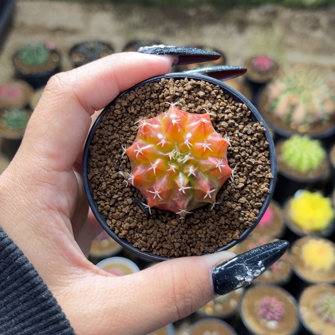 乌贼B 实生 带盆土发货