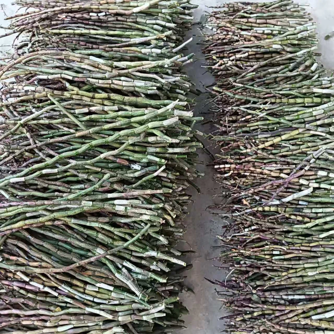 云南新鲜采摘铁皮石斛育苗鲜条，可插花，可吃可观赏。