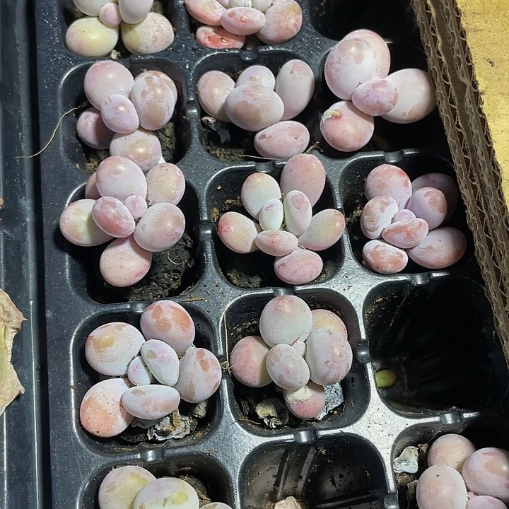 小雪奶酪1元带土发