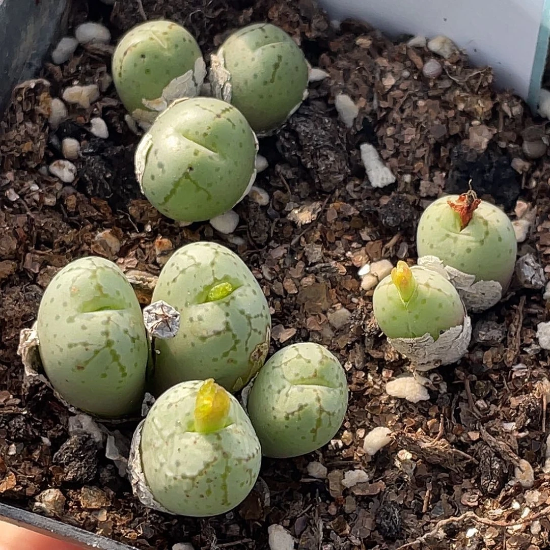 19-90荧光猴多肉植物