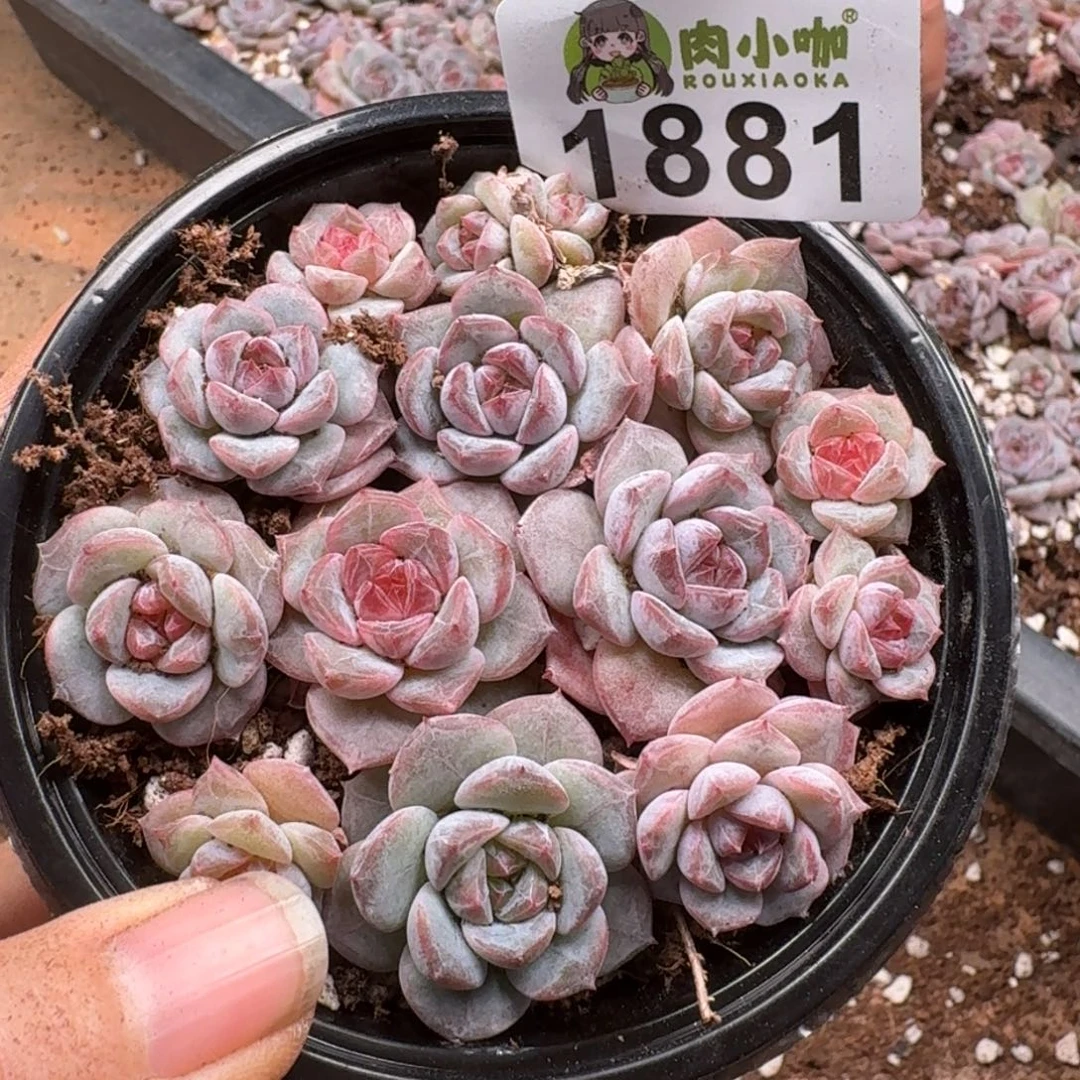 多肉植物多肉植物