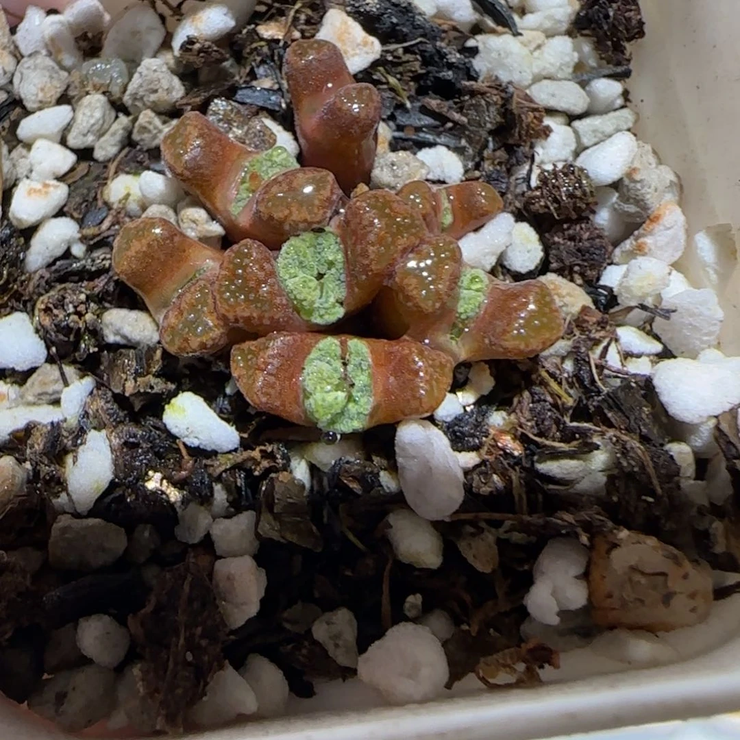 肉锥多肉植物百科-火柴1380