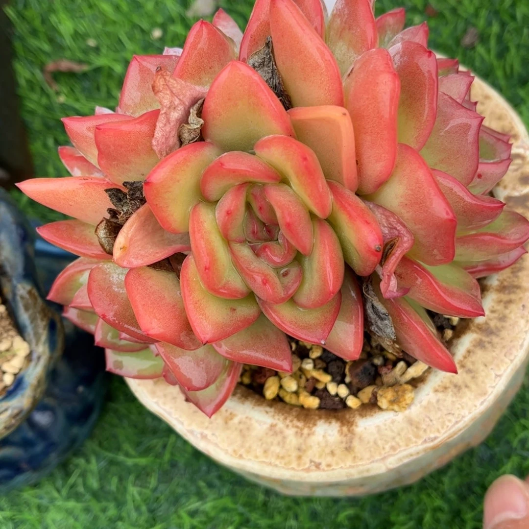 多肉植物1063 满30包邮