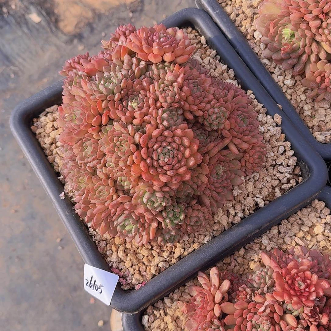 朵*26105红宝石多肉