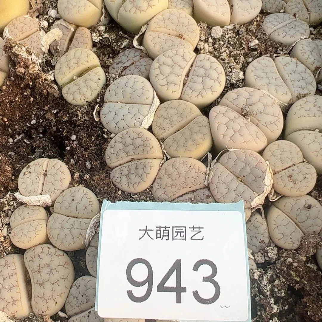 000943量拍374荒玉8颗