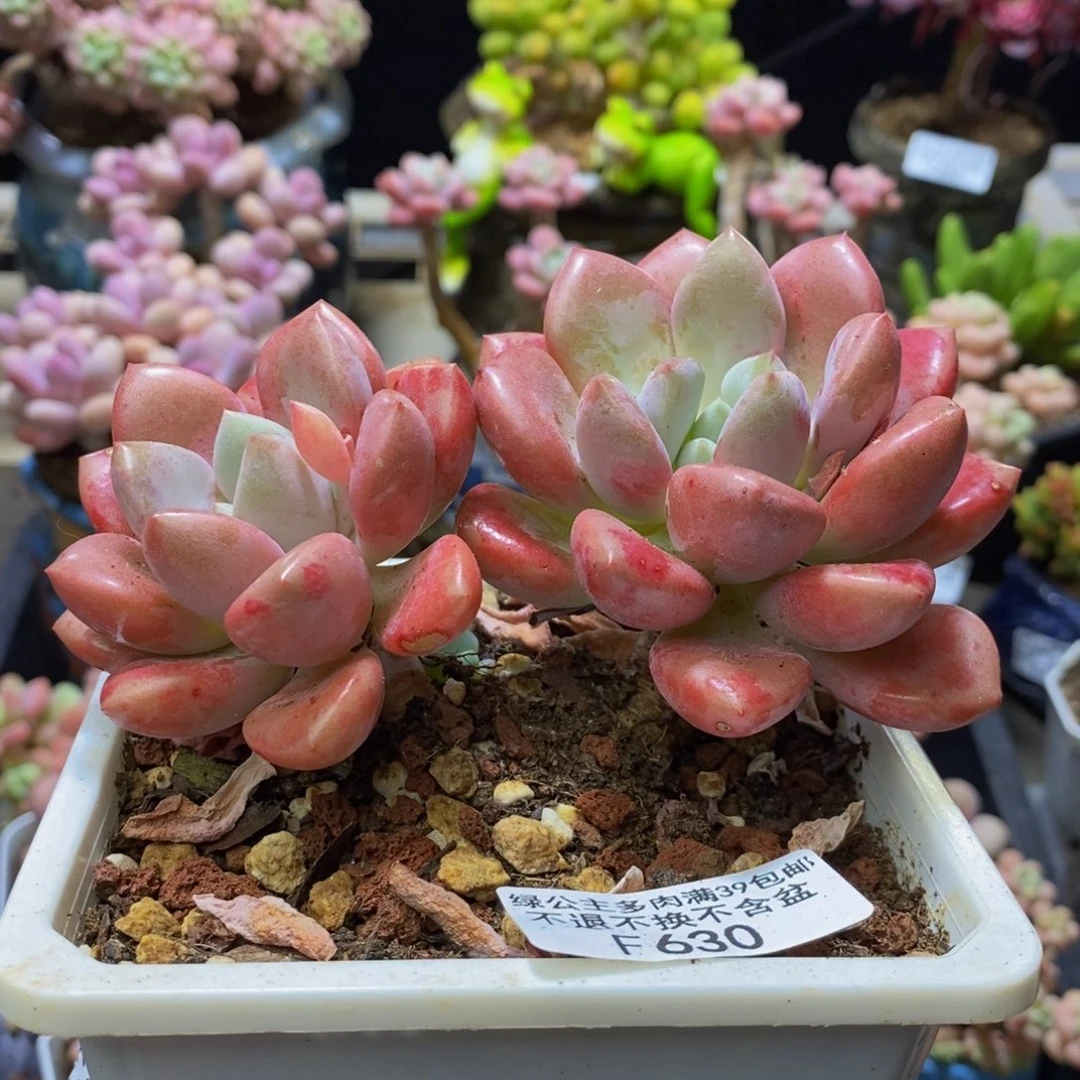630 花斑10?厘米多肉