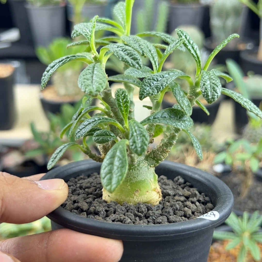 巨琉桑实生2.8一物一拍带盆发