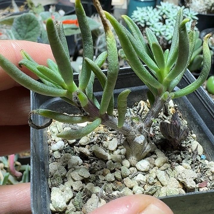 667夜叉姬脱土发货