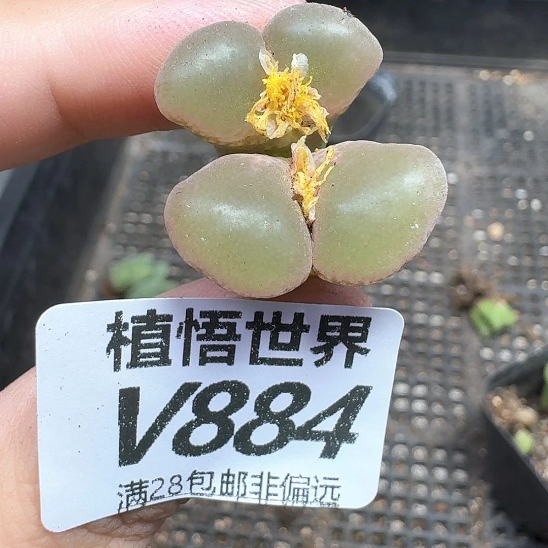 嘉***嘉多肉植物的人生fgv