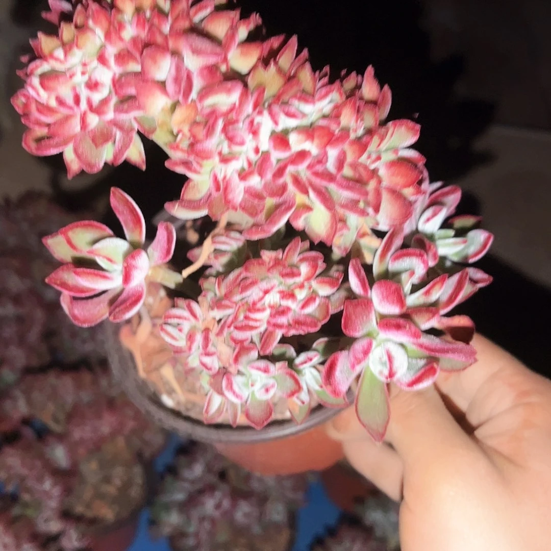 红兔儿9.99多肉植物