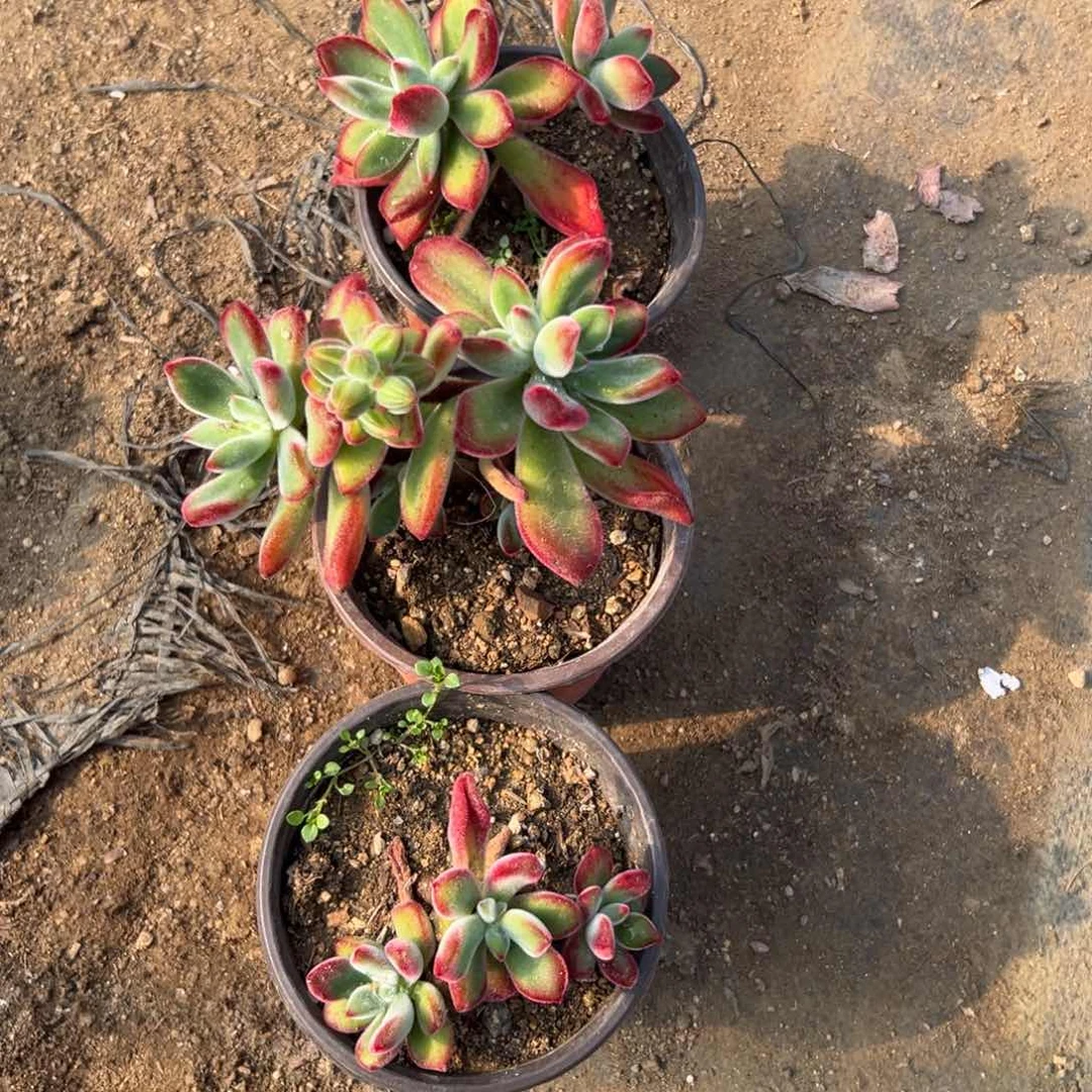 风****?多肉植物中央音乐学院哟